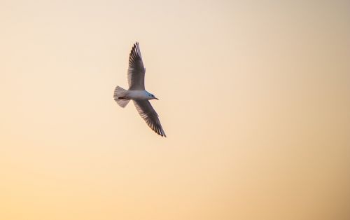 seagull twilight sunset