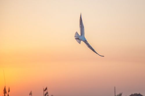 seagull twilight sunset