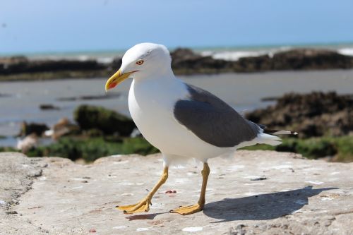 seagull bird ave