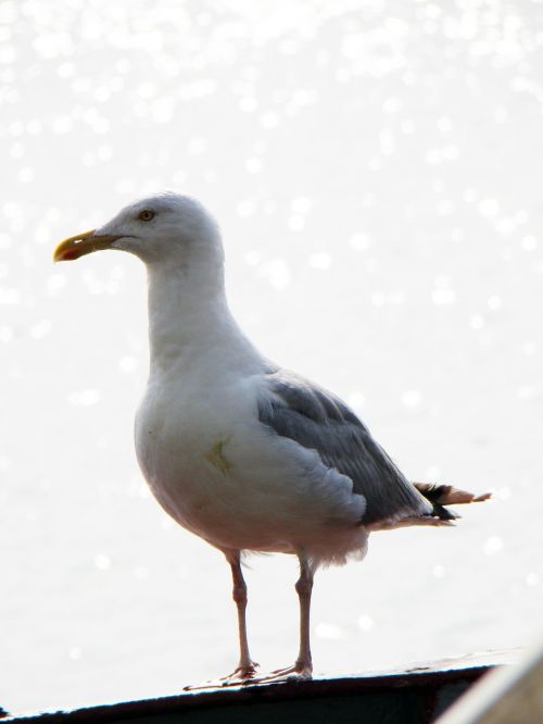 seagull bird sea