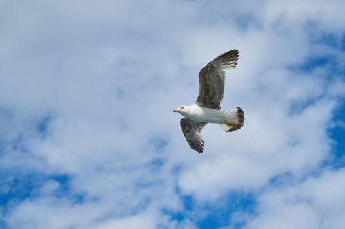 seagull bird birds