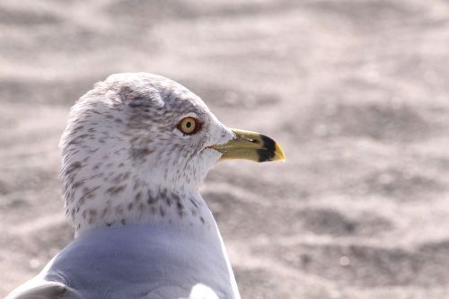 seagull head beak