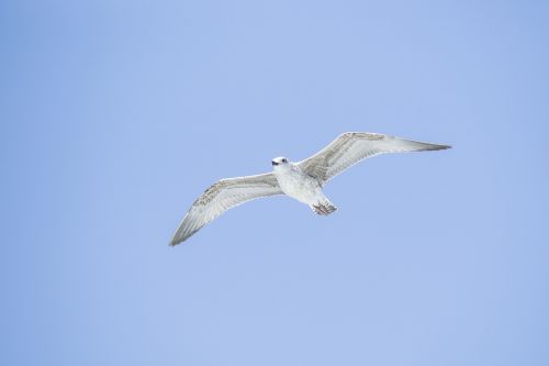 seagull bird white