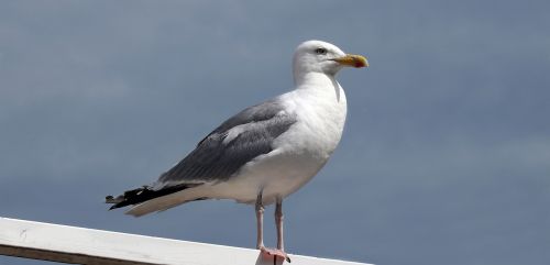 seagull water bird bird