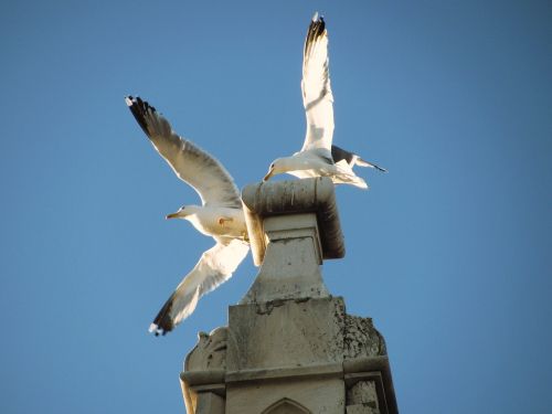 seagull trogir croatia