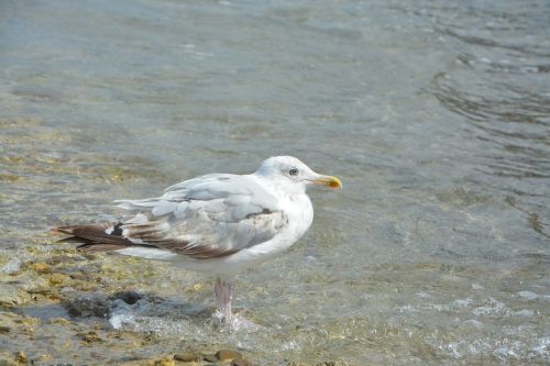 seagull sea silver gull