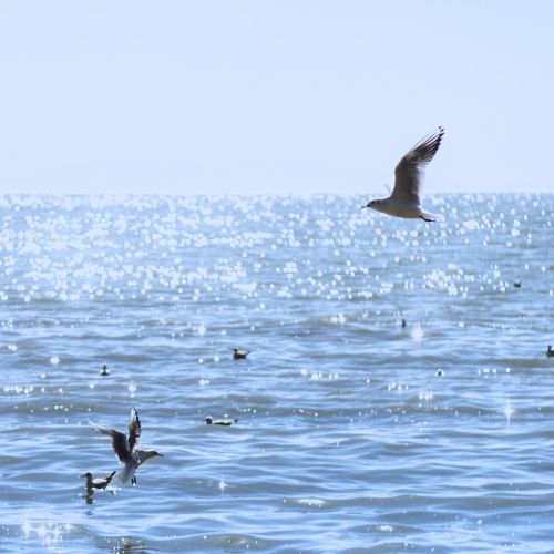 seagull natural birds