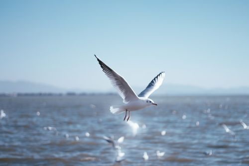 seagull natural birds