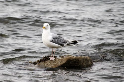 seagull bird ocean