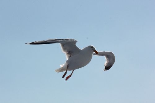 seagull sea water