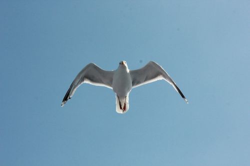 seagull sea water