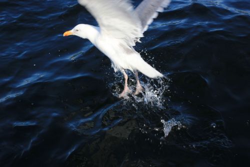 seagull sea water