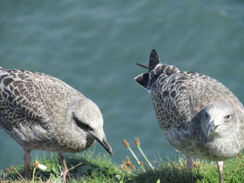 seagull chick bird