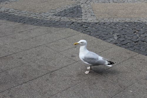 seagull bird sea ​​birds