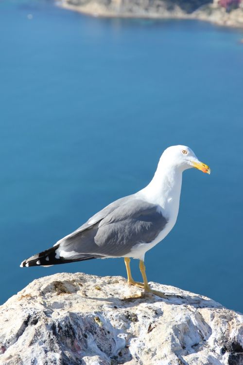 seagull ave bird