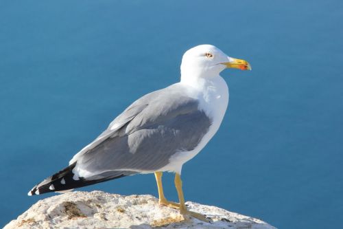 seagull ave bird