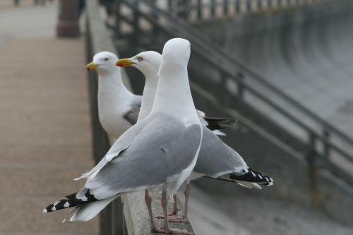 seagull birds nature