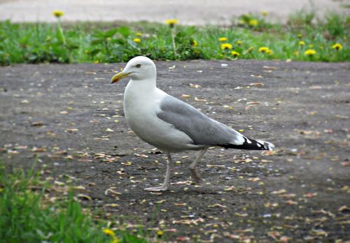 seagull sea spacer