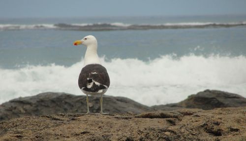 seagull bird beach