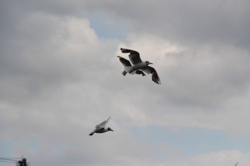 seagull gulls birds