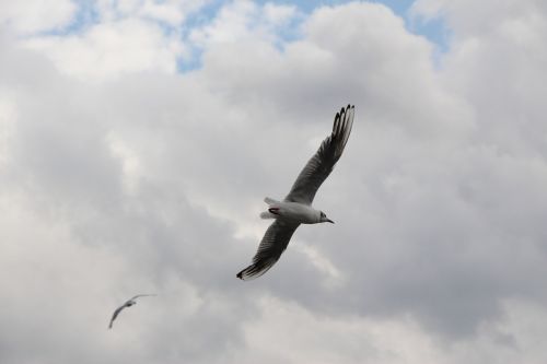 seagull flying flight