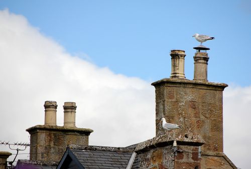seagull chimney roof