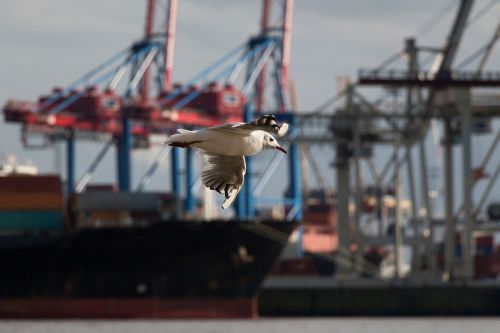 seagull elbe flying