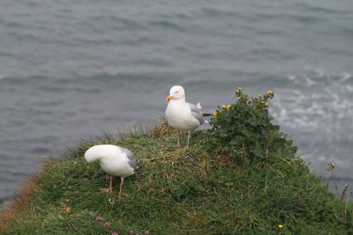 seagull bird seabird