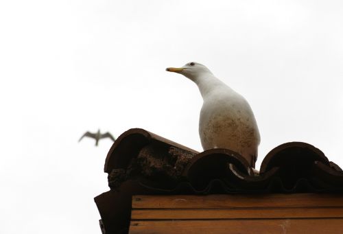 seagull bird birds