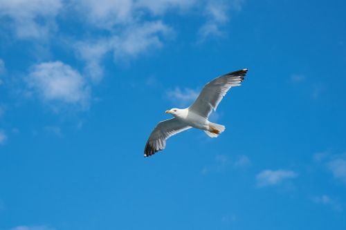 seagull bird birds