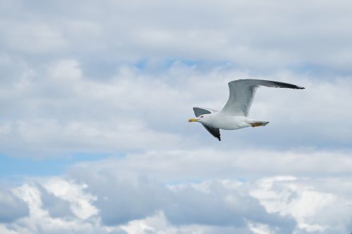 seagull bird birds