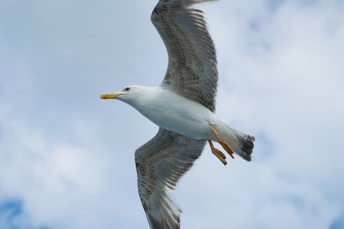 seagull bird birds