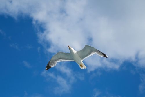 seagull bird birds