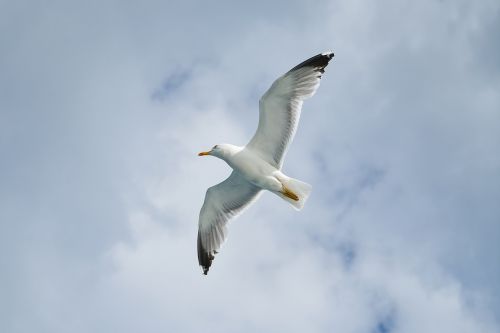 seagull bird birds