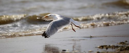 seagull bird birds