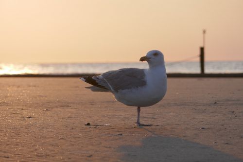 seagull sea seevogel