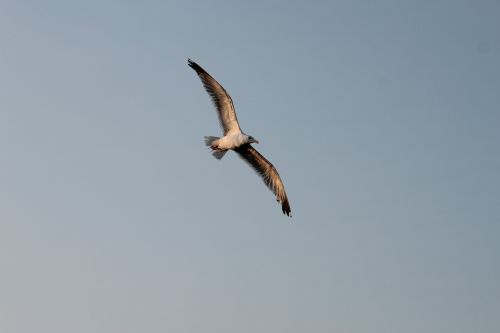 seagull flight bird