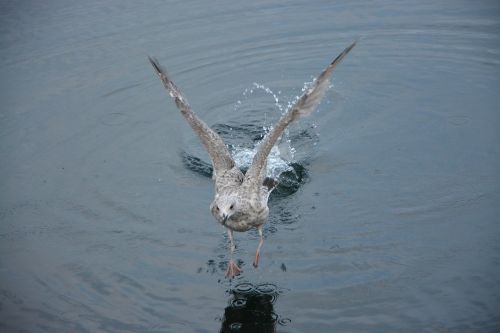 seagull flight bird sea