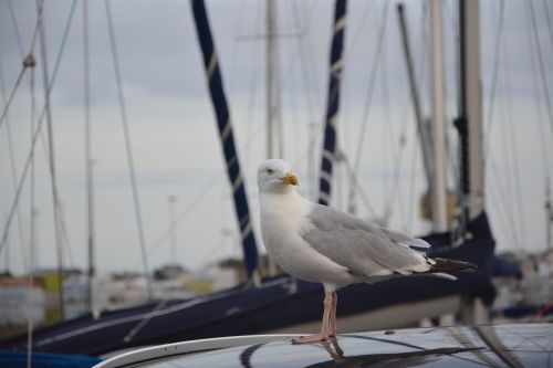 seagull sea silver gull