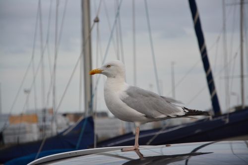 seagull goëland port