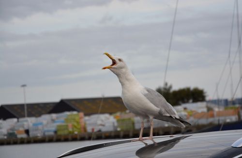 seagull sings seabird