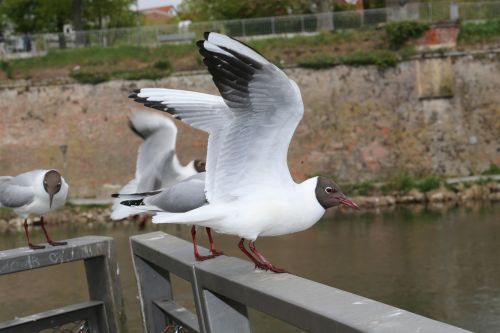 seagull ulm danube