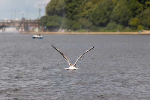 seagull water river