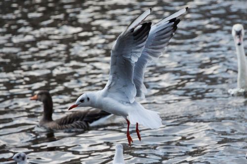 seagull water fly