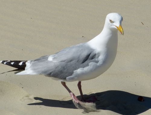 seagull seevogel coast