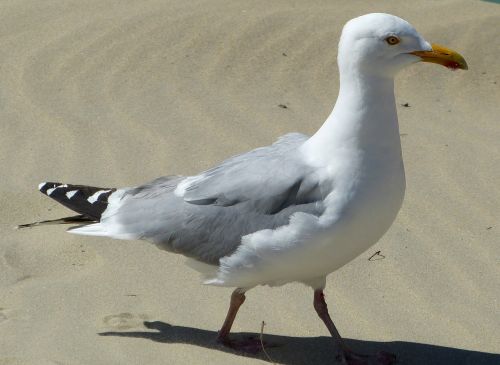 seagull seevogel coast