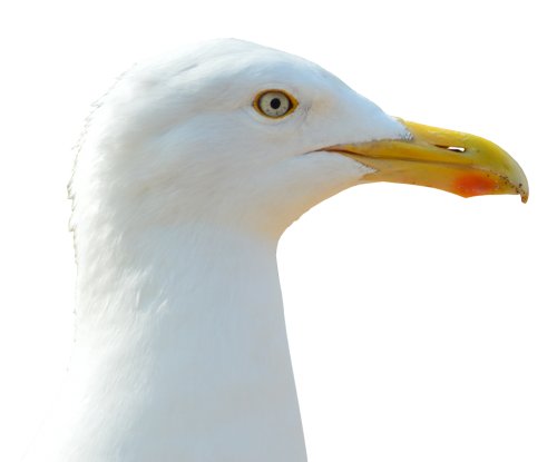seagull bird water bird