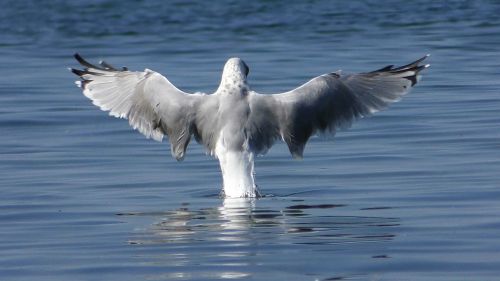 seagull baltic gull wing