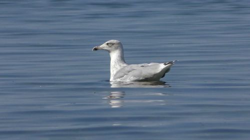 seagull nosedive baltic gull