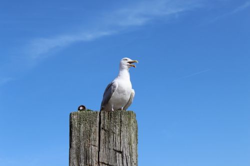 seagull north sea bird